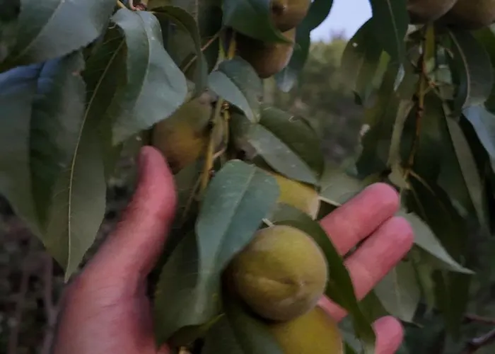 Izmir Yasam Vadisi Hotel *