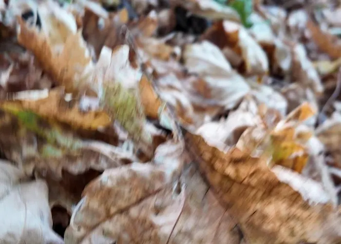 Izmir Yasam Vadisi *